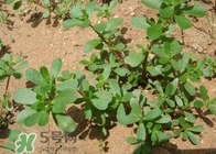 馬蜂菜孕婦可以吃嗎？孕婦能吃馬蜂菜嗎