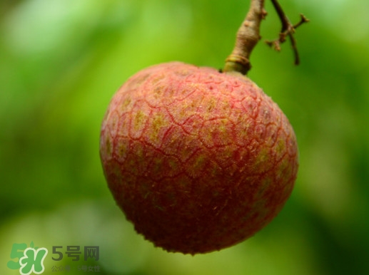 增城哪里可以摘荔枝？增城哪里有荔枝摘