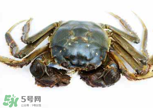 黃浦江邊為什么會(huì)出現(xiàn)大閘蟹？黃浦江岸邊驚現(xiàn)大閘蟹