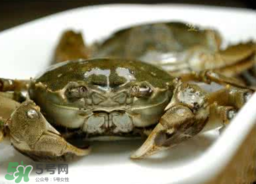 黃浦江邊為什么會(huì)出現(xiàn)大閘蟹？黃浦江岸邊驚現(xiàn)大閘蟹