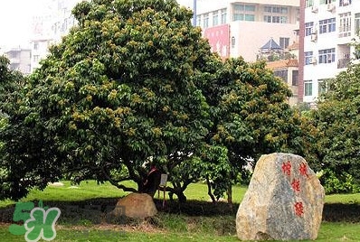 掛綠荔枝為什么這么出名？掛綠荔枝的由來和傳說