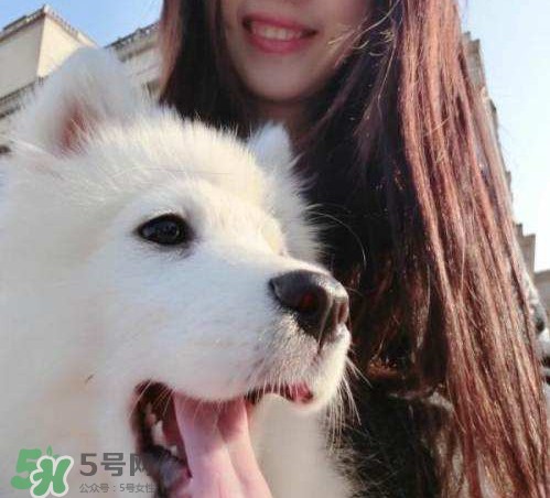 薩摩耶多少錢一只？小薩摩耶多少錢一只？