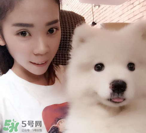 薩摩耶多少錢一只？小薩摩耶多少錢一只？