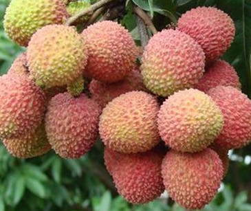 增城荔枝什么時(shí)候成熟？增城的荔枝品種有哪些？