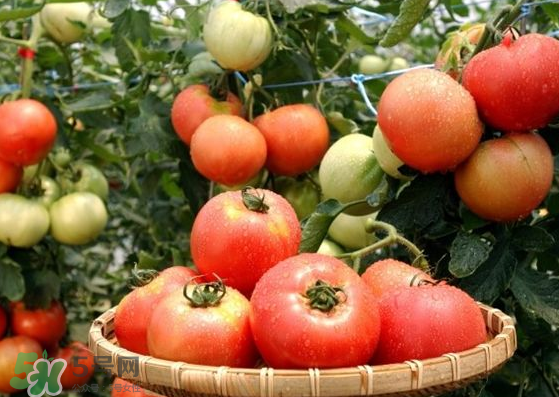 青西紅柿放紅了能吃嗎？青西紅柿放熟了能吃嗎？