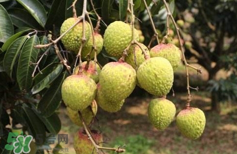 增城荔枝多少錢(qián)一斤？增城荔枝哪里的最好吃