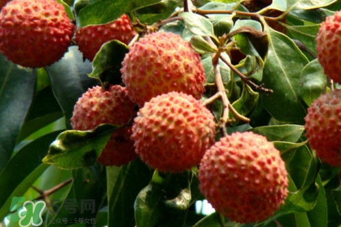 增城荔枝多少錢(qián)一斤？增城荔枝哪里的最好吃
