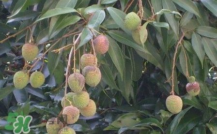 黑葉荔枝有什么特點(diǎn)？黑葉荔枝的功效