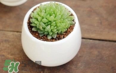 多肉植物怎么養(yǎng)？多肉植物多久澆一次水