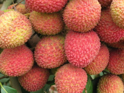 一顆掛綠荔枝樹(shù)大概產(chǎn)量多少？掛綠荔枝與妃子笑荔枝區(qū)別