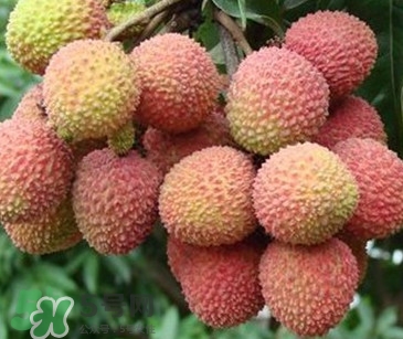 增城掛綠荔枝最貴多少錢(qián)？掛綠荔枝和普通荔枝有什么區(qū)別