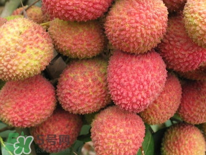 增城和從化荔枝哪個(gè)出名？哪種荔枝最有名
