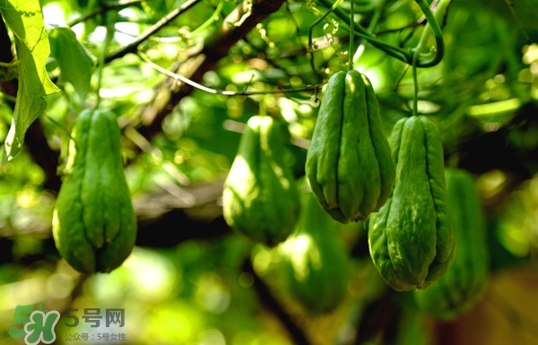 佛手瓜是涼性還是熱性？佛手瓜是什么樣子？