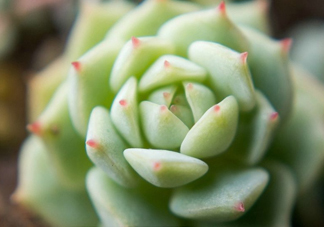 多肉植物能吃嗎？多肉植物哪些可以吃