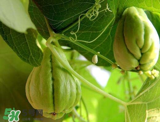 佛手與佛手瓜有什么區(qū)別？佛手與佛手鉗有什么區(qū)別