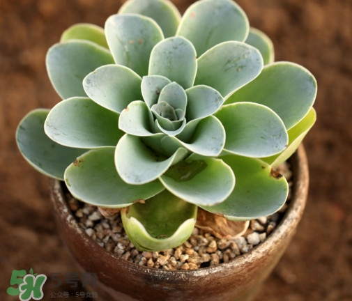 多肉植物怎么養(yǎng)？多肉植物多久澆一次水