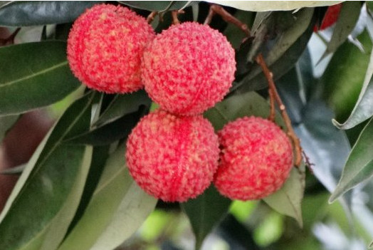 增城荔枝什么時(shí)候成熟？增城的荔枝品種有哪些？