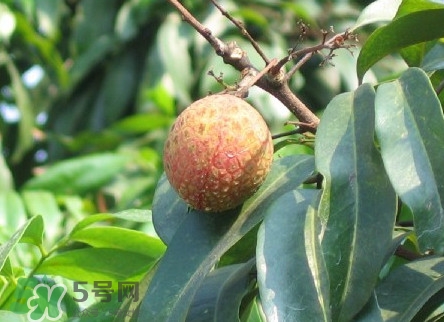 增城掛綠荔枝最貴多少錢(qián)？掛綠荔枝和普通荔枝有什么區(qū)別