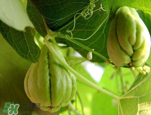 佛手瓜有沒(méi)有毒？佛手瓜吃了會(huì)致癌嗎？