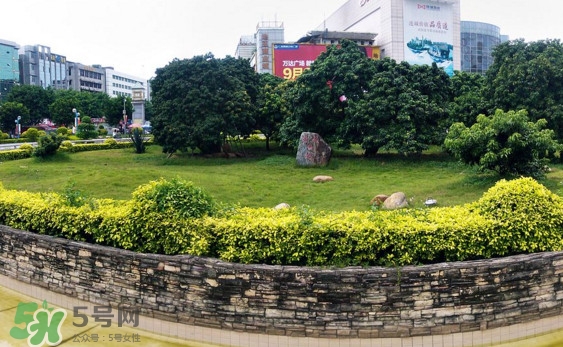 掛綠荔枝為什么這么出名？掛綠荔枝的由來和傳說