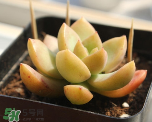多肉植物能吃嗎？多肉植物哪些可以吃
