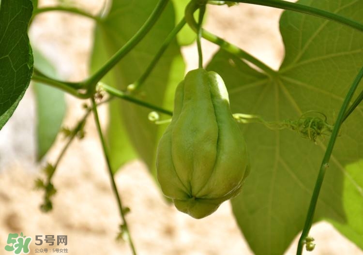 佛手瓜發(fā)芽了可以吃嗎？佛手瓜怎么吃？