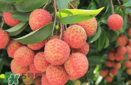 黑葉荔枝有什么特點(diǎn)？黑葉荔枝的功效