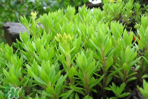 多肉植物能吃嗎？多肉植物哪些可以吃