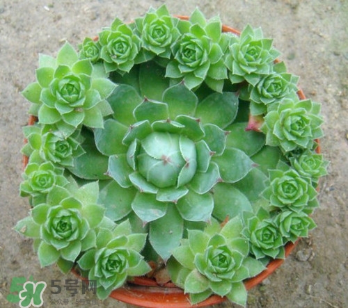 多肉植物能吃嗎？多肉植物哪些可以吃