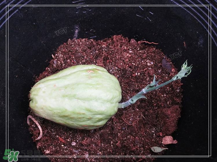 佛手瓜發(fā)芽了可以吃嗎？佛手瓜怎么吃？