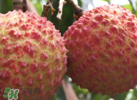 增城哪里可以摘荔枝？增城哪里有荔枝摘