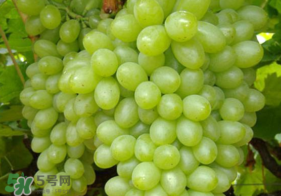 青提是轉(zhuǎn)基因嗎？青提怎么挑？