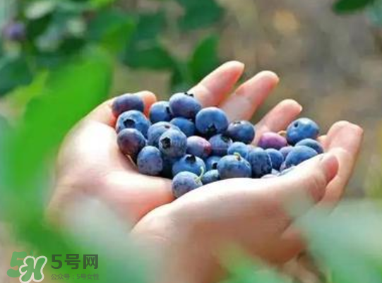藍(lán)莓和楊梅能一起吃嗎？藍(lán)莓和楊梅可以一起泡酒嗎？