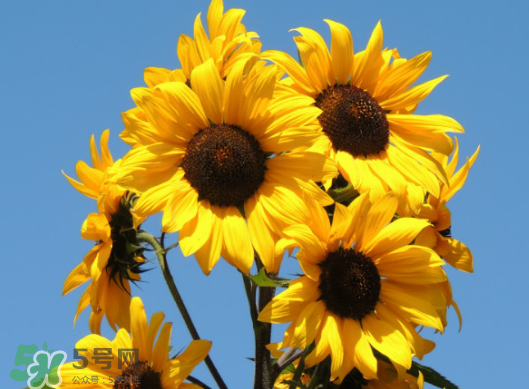夏天可以種向日葵嗎？向日葵夏天能種嗎？