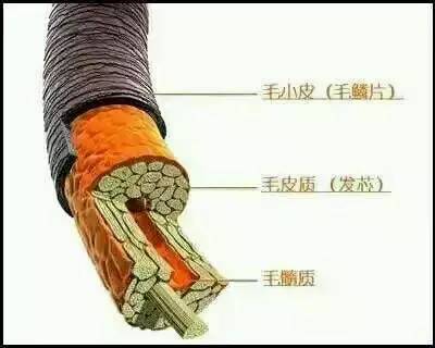 歐貝芙洗發(fā)水怎么樣？歐貝芙洗發(fā)水好用嗎