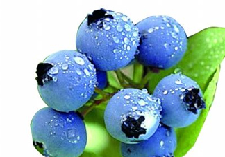 藍(lán)莓和楊梅能一起吃嗎？藍(lán)莓和楊梅可以一起泡酒嗎？