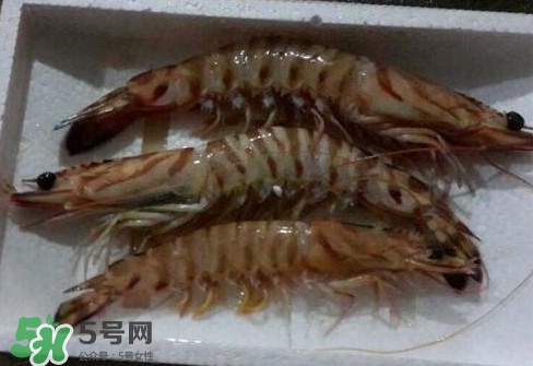 竹節(jié)蝦多少錢一斤？2017竹節(jié)蝦價格