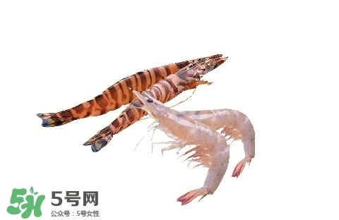 竹節(jié)蝦多少錢一斤？2017竹節(jié)蝦價格