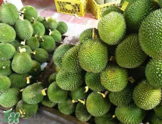 托曼尼榴蓮多少錢？托曼尼榴蓮是哪里的？