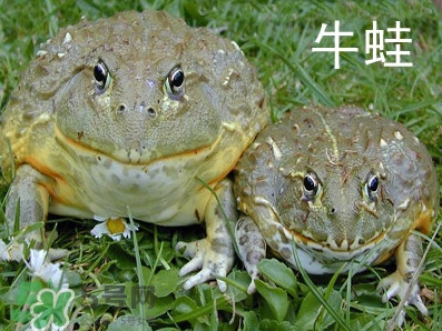 牛蛙什么時候最好吃肉最多？牛蛙幾月份的最好吃？