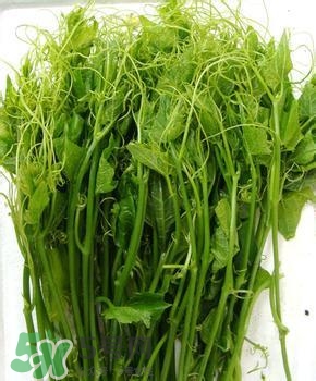 龍須菜有幾種？龍須菜多少錢一斤？