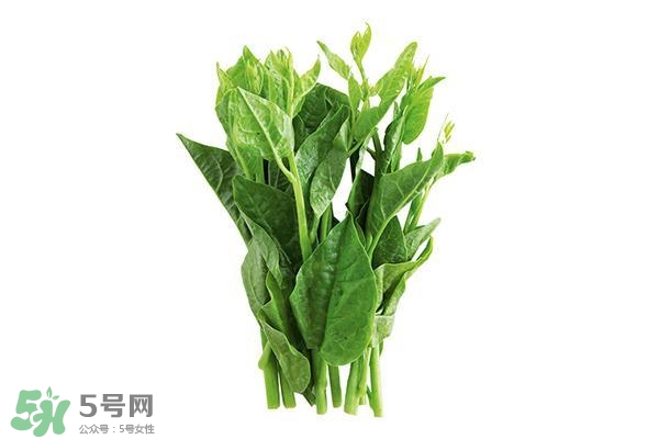 龍須菜有幾種？龍須菜多少錢一斤？