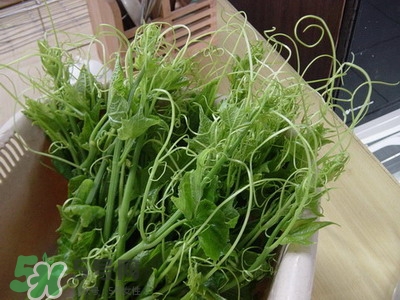 龍須菜是什么菜？龍須菜怎么吃？
