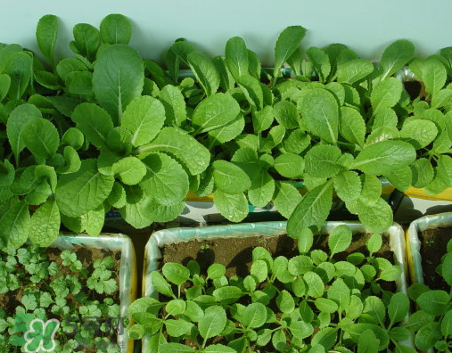 八月份可以種什么菜？八月份適合種植的蔬菜