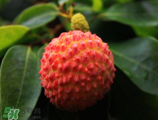 8月份還有荔枝嗎？荔枝幾月份下市？