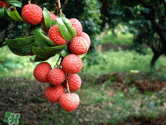 8月份還有荔枝嗎？荔枝幾月份下市？