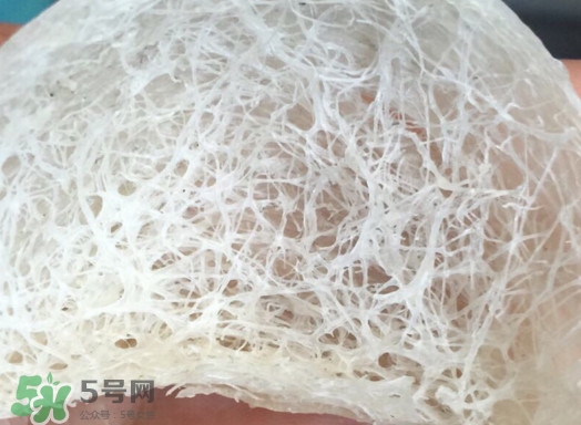 馬來西亞燕窩好還是印尼好？馬來西亞燕窩和印尼燕窩區(qū)別