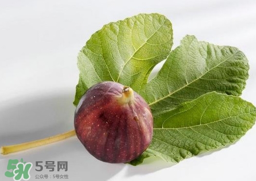 無(wú)花果葉子煮水有什么作用？無(wú)花果葉泡水喝的功效