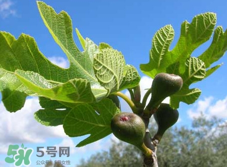 無(wú)花果葉子煮水有什么作用？無(wú)花果葉泡水喝的功效
