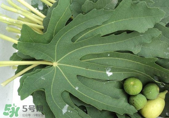 無(wú)花果葉子煮水有什么作用？無(wú)花果葉泡水喝的功效